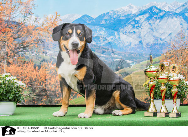 sitting Entlebucher Mountain Dog / SST-19531