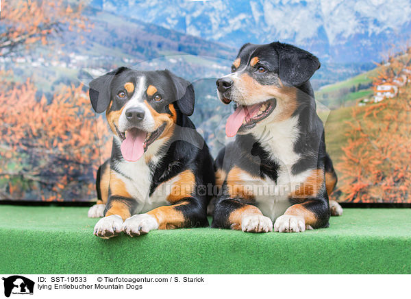 lying Entlebucher Mountain Dogs / SST-19533