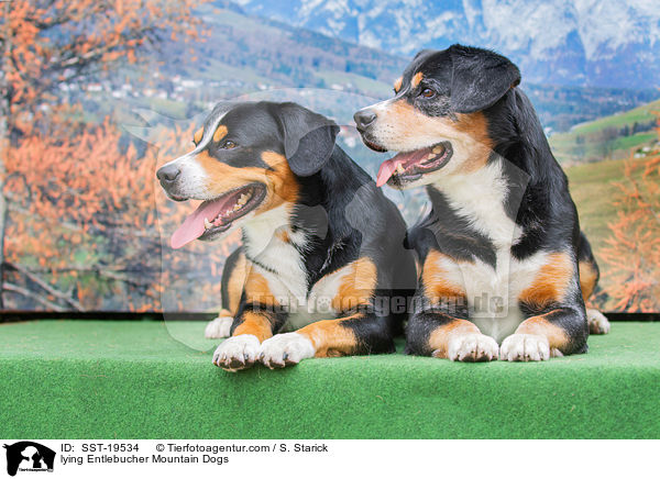 lying Entlebucher Mountain Dogs / SST-19534