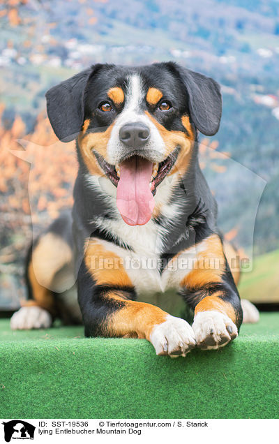 lying Entlebucher Mountain Dog / SST-19536