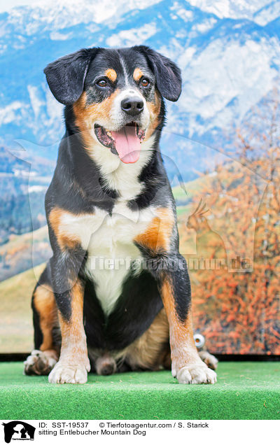 sitting Entlebucher Mountain Dog / SST-19537