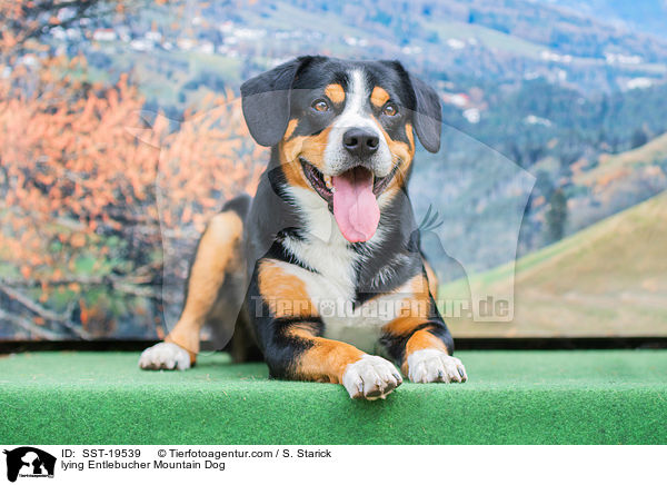 lying Entlebucher Mountain Dog / SST-19539