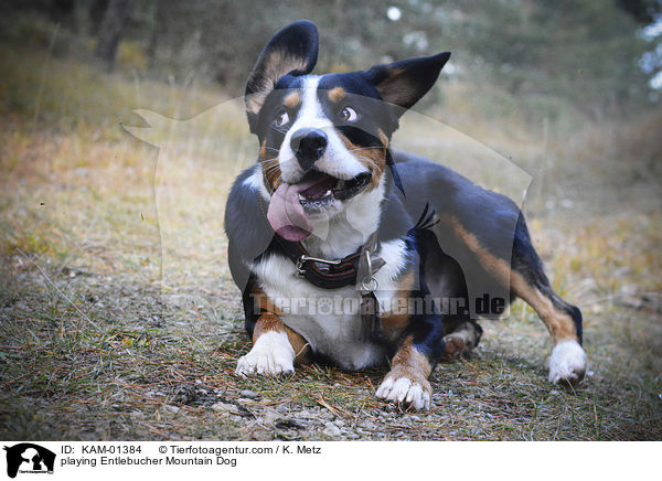 playing Entlebucher Mountain Dog / KAM-01384