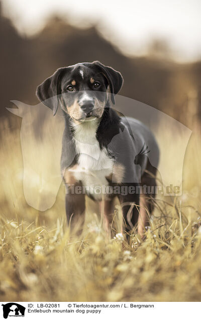 Entlebuch mountain dog puppy / LB-02081