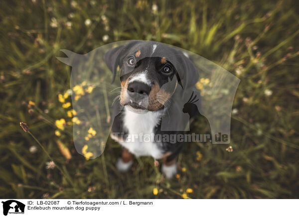 Entlebuch mountain dog puppy / LB-02087