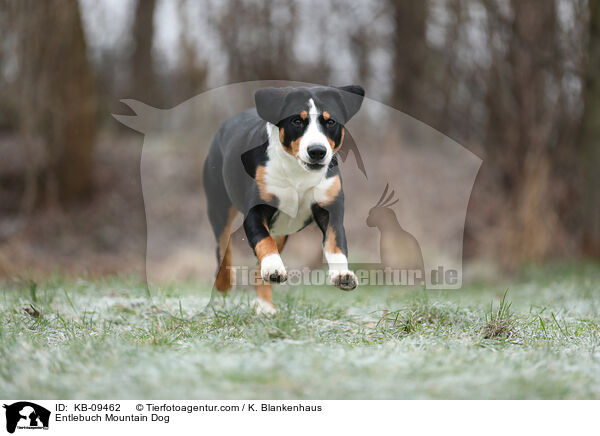 Entlebuch Mountain Dog / KB-09462