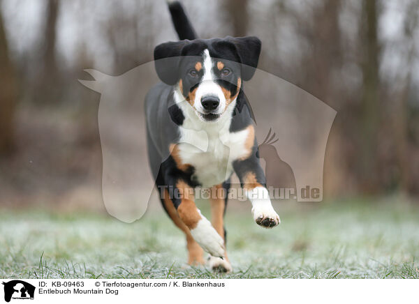 Entlebuch Mountain Dog / KB-09463