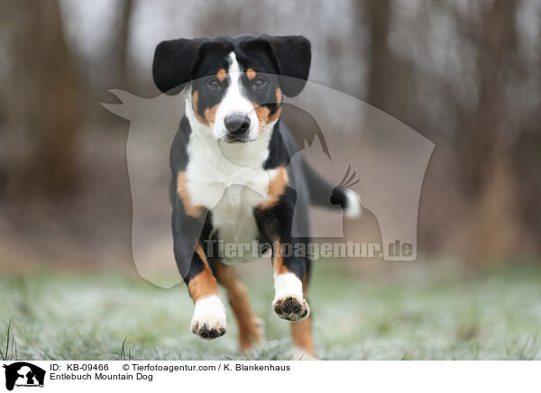 Entlebuch Mountain Dog / KB-09466