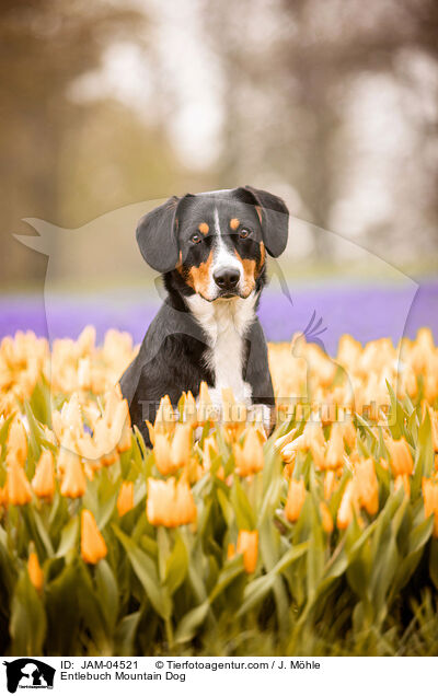 Entlebuch Mountain Dog / JAM-04521