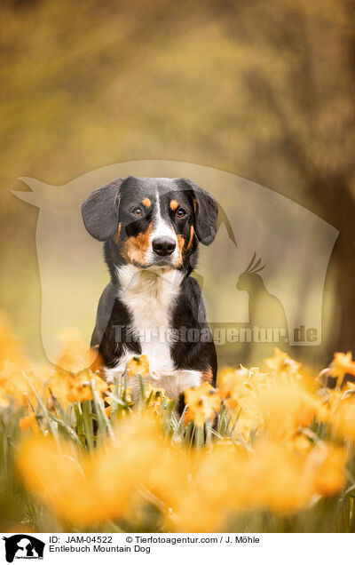 Entlebuch Mountain Dog / JAM-04522