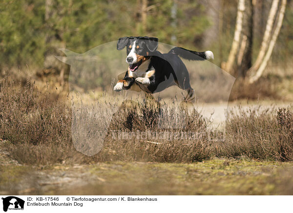 Entlebucher Sennenhund / Entlebuch Mountain Dog / KB-17546