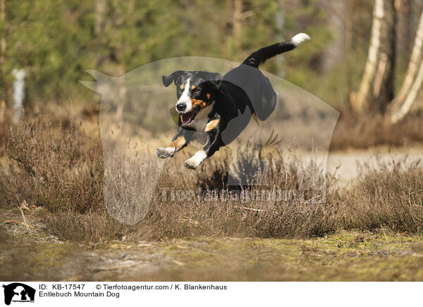 Entlebucher Sennenhund / Entlebuch Mountain Dog / KB-17547