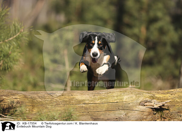 Entlebucher Sennenhund / Entlebuch Mountain Dog / KB-17554