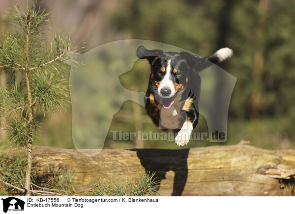 Entlebucher Sennenhund / Entlebuch Mountain Dog / KB-17556