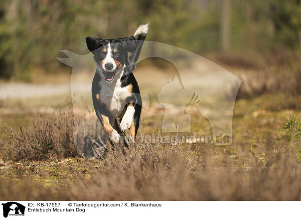 Entlebucher Sennenhund / Entlebuch Mountain Dog / KB-17557