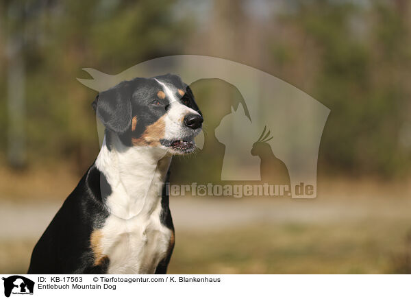 Entlebucher Sennenhund / Entlebuch Mountain Dog / KB-17563