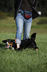 Entlebucher Mountain Dog