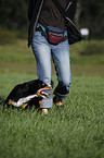 Entlebucher Mountain Dog