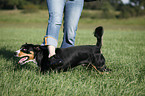 Entlebucher Mountain Dog