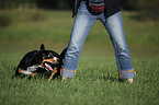 Entlebucher Mountain Dog