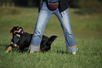 Entlebucher Mountain Dog