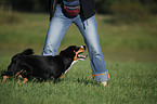 Entlebucher Mountain Dog