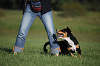 Entlebucher Mountain Dog