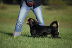 Entlebucher Mountain Dog