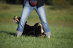 Entlebucher Mountain Dog
