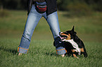 Entlebucher Mountain Dog