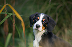 Entlebucher Mountain Dog Puppy