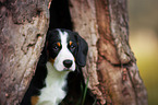 Entlebucher Mountain Dog Puppy
