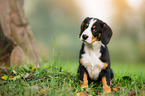 Entlebucher Mountain Dog Puppy