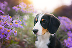 Entlebucher Mountain Dog Puppy