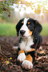 Entlebucher Mountain Dog Puppy