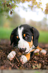 Entlebucher Mountain Dog Puppy