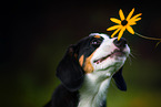 Entlebucher Mountain Dog Puppy