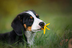 Entlebucher Mountain Dog Puppy