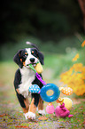Entlebucher Mountain Dog Puppy