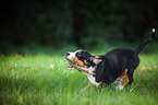 Entlebucher Mountain Dog Puppy