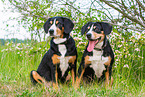 2 Entlebucher Mountain Dogs