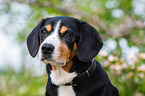 Entlebucher Mountain Dog Portrait