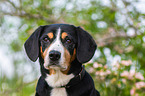 Entlebucher Mountain Dog Portrait