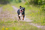 running Entlebucher Mountain Dog
