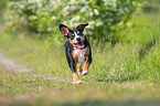 running Entlebucher Mountain Dog