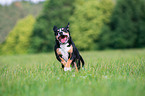 running Entlebucher Mountain Dog