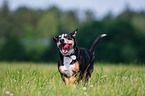 running Entlebucher Mountain Dog