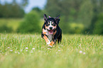 running Entlebucher Mountain Dog
