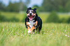 running Entlebucher Mountain Dog