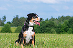 sitting Entlebucher Mountain Dog
